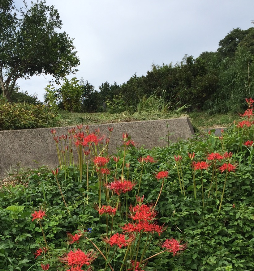 彼岸花　東出雲